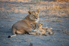 शेरनी का दूध पी लिया तो हो सकता है ये हाल, जानिए क्या कहता है विज्ञान