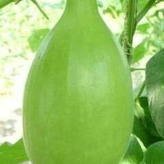 Health Tips :  ਮੋਟਾਪੇ ਤੋਂ ਲੈ ਕੇ  ਕਈ ਬਿਮਾਰੀਆਂ ਚ ਫਾਇਦੇਮੰਦ ਹੈ ਕੱਦੂ ਦੀ ਸਬਜ਼ੀ