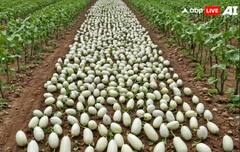 White Brinjal Cultivation: ਇਦਾਂ ਕਰੋ ਚਿੱਟੇ ਬੈਂਗਣ ਦੀ ਖੇਤੀ, ਹੋ ਜਾਓਗੇ ਮਾਲਾਮਾਲ