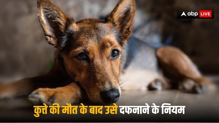 Dog Burial Rules: कुत्ते की मौत के बाद कई लोग पास में ही उसे दफना देते हैं, ऐसा करना नियमों के खिलाफ है. आप कुत्ते को ऐसी जगह दफना सकते हैं जहां पर लोग नहीं आते हैं.