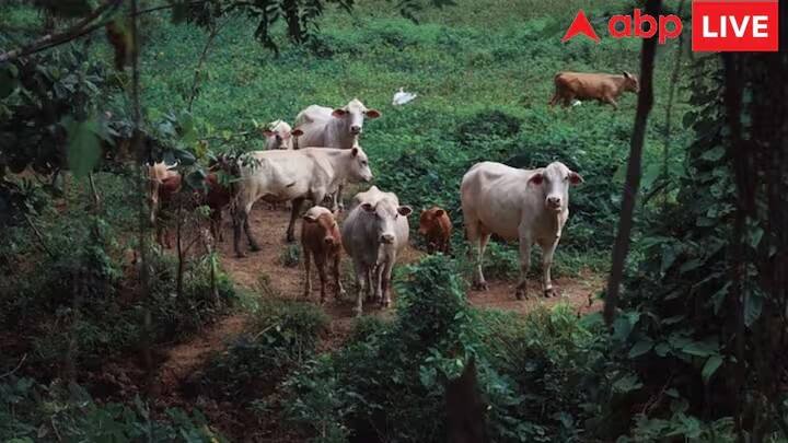 સ્વપ્નમાં ગાય જોવી એ એક પ્રકારનો શુભ સંકેત માનવામાં આવે છે. ચાલો જાણીએ કે સપનામાં ગાય જોવાથી કયા પ્રકારના શુભ સંકેત મળે છે. જો તમે તમારા સપનામાં ગાય જુઓ તો તે એક શુભ સંકેત માનવામાં આવે છે, એવું કહેવાય છે કે આ પ્રકારનું સ્વપ્ન જોવાથી જીવનમાં સુખ અને વેપારમાં વૃદ્ધિ થાય છે.