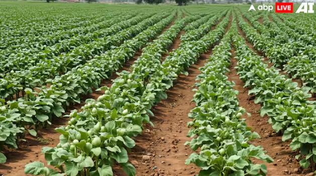 White Brinjal Cultivation: ਚਿੱਟੇ ਬੈਂਗਣ ਲਾਉਣ ਵਿੱਚ ਜ਼ਿਆਦਾ ਮਿਹਨਤ ਨਹੀਂ ਲੱਗਦੀ ਹੈ। ਬੈਂਗਲ ਦੀ ਫਸਲ ਬੀਜਣ ਤੋਂ ਬਾਅਦ ਕਿਸਾਨ 20-25 ਦਿਨ ਪਾਣੀ ਦੇਣਾ ਚਾਹੀਦਾ ਹੈ।