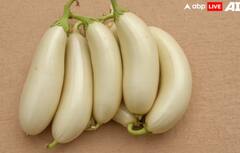 White Brinjal Cultivation: ਇਦਾਂ ਕਰੋ ਚਿੱਟੇ ਬੈਂਗਣ ਦੀ ਖੇਤੀ, ਹੋ ਜਾਓਗੇ ਮਾਲਾਮਾਲ