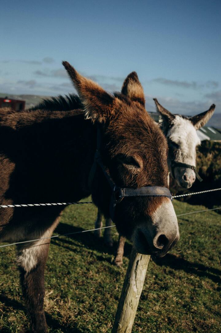 द डंकी सेंचुरी ब्रिटेन की एक रिसर्च के मुताबिक, गधा तेज याददाश्त और सीखने की क्षमता रखने वाला बुद्धिमान जानवर है.