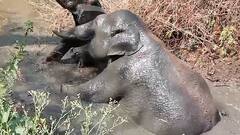 Elephant Stuck In Mud: నీటి కోసం వచ్చి బురదలో చిక్కుకుపోయిన ఏనుగు, మరి ఎలా కాపాడారు..?