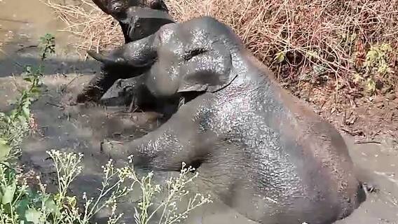 నీటి కోసం వచ్చి బురదలో చిక్కుకుపోయిన ఏనుగు, మరి ఎలా కాపాడారు..?