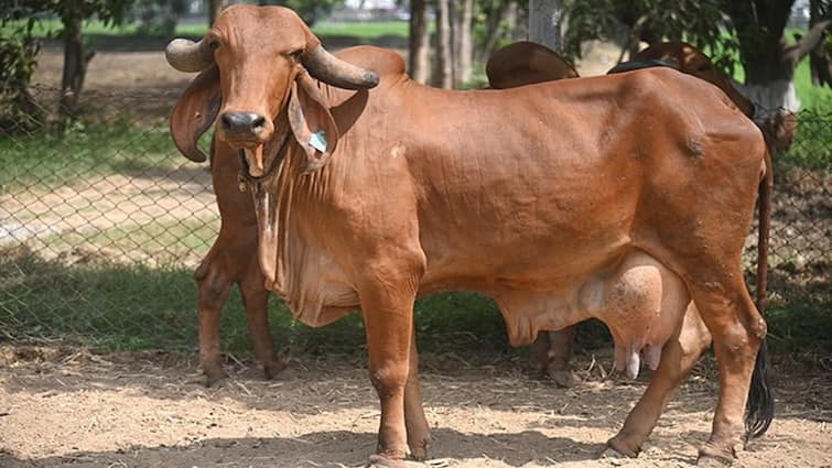 1700 kg beef seized surat village સુરત ગ્રામ્યમાંથી 1700 કિલો ગૌમાંસ ઝડપાયું, ભાગવા જતાં ટેમ્પો પલટી ગયો