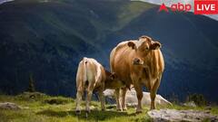 Deam Interpretation: સપનામાં ગાયને જોવી કેમ હોય છે શુભ? જાણો તેનો અર્થ