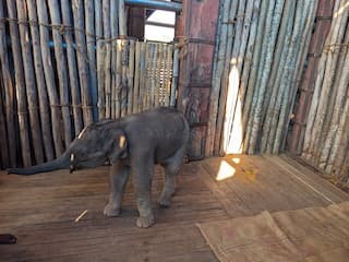 Attempts to add the baby elephant to the herd fail in Coimbatore குட்டி யானையை கூட்டத்துடன் சேர்க்கும் முயற்சி தோல்வி : யானைகள் முகாமிற்கு அனுப்பிவைப்பு