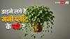 Money Plant: मनी प्लांट के पत्तों को झड़ने से बचाने के लिए करें ये काम, पत्तों के रंग से लगाएं झड़ने के कारण का पता