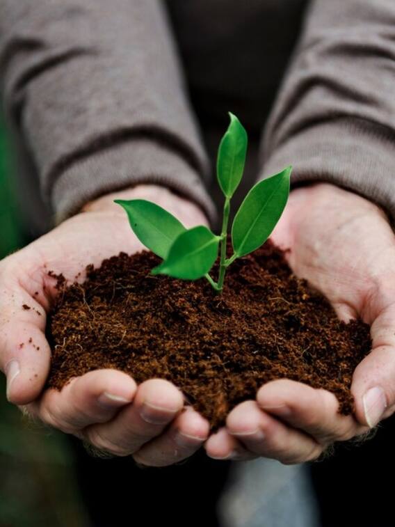 घर पर कैसे उगा सकते हैं इलायची?