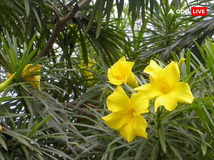 सूर्य को जल देते समय अगर जल में कनेर के फूल डाले जाएं तो इसके आपके अंदर ऊर्जा का संचार होता है.