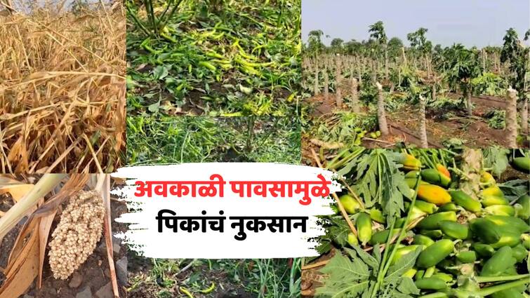 Crop Loss due to Unseasonal Rain IMD Weather Prediction Major damage to mango  lemon  watermelon vegetable crops vidarbh yellow alert marathwada orange alert marathi news Unseasonal Rain : वादळी वाऱ्यासह पावसाची हजेरी! आंबा, लिंबू, टरबूज आणि भाजीपाला पिकांचं मोठं नुकसान