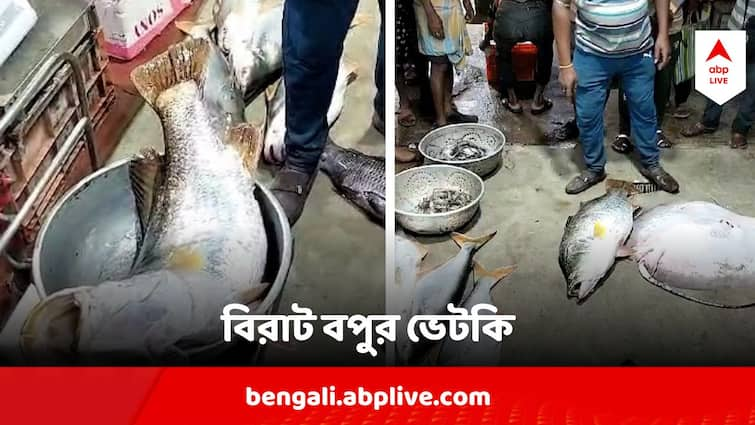 Bhetki of 20 kg in net of Howrah Fishermen sold in 13000 rupee Howrah Giant Bhetki : বড়শিতে ২০ কেজির ভেটকি ! চোখ আটকালো মৎস্যপ্রেমীদের, দাম শুনলে কপালে উঠবে চোখ