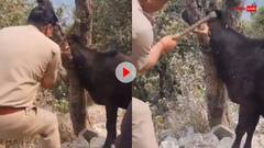 Watch: पुलिस वाले ने बचाई गाय की जान, दो टहनियों के बीच फंसी गर्दन को ऐसे निकाला बाहर