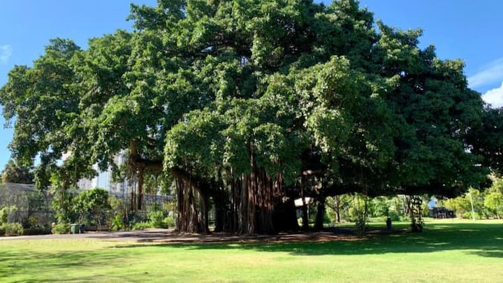 बरगद के पेड़ के चलते इस शहर को  वडपत्रा कहा जाता था. थोड़े समय बाद यही वडपत्रा वड़ोदरा हो गया. और फिर बाद में इसे बड़ौदा भी कहा जाने लगा.