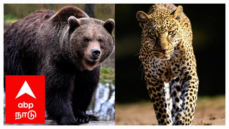 Wild Animals Invading Town Mayiladuthurai Siruthai Nellai Bear People Panic TNN Mayiladuthurai : ஊருக்குள் படையெடுக்கும் காட்டு விலங்குகள்; மயிலாடுதுறையில் சிறுத்தை.. நெல்லையில் கரடி.. காரணம் என்ன?