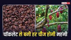 कोको की कीमत बढ़ने से क्या-क्या होगा महंगा, आपके गिफ्ट और पार्टीज आदि पर पड़ेगा कितना असर?