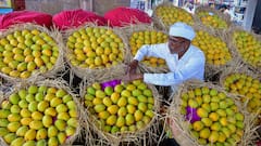 ​Alphonso Mango: बाजार में कब आएगा अल्फांजो आम, जिसे खाने के लिए हर कोई रहता है बैचेन