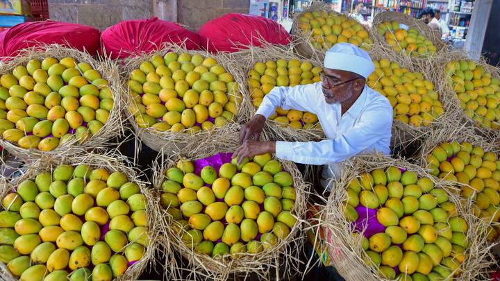 लेकिन भारत में सबसे ज्यादा अल्फांजो आम को पसंद किया जाता है. बच्चों से लेकर बूढ़ो तक हर किसी को इस आम के बाजार में आने का इंतजार रहता है, आइए जानते हैं ये आम आपको मार्किट के कब से देखने को मिल सकता है.