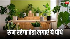 गर्मियों में लगाएं ये 5 इनडोर प्लांट्स, रूम रहेगा हमेशा ठंडा