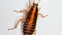 कॉकरोच मारने के सबसे अच्छे घरेलू उपाय यहां देखें, तुरंत होगा सफाया