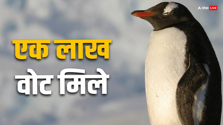 When a Penguin stood in the election it got more than one lakh votes जब चुनाव में खड़ा हो गया था एक पक्षी, मिले थे एक लाख से ज्यादा वोट