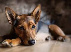 Dog License: ਕਤੂਰਾ ਰੱਖਣ ਲਈ ਵੀ ਲੈਣਾ ਪਵੇਗਾ ਲਾਇਸੈਂਸ ? ਜਾਣੋ ਕੀ ਕਹਿੰਦੇ ਨੇ ਨਿਯਮ