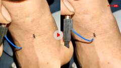 Video: बड़े तेजस्वी लोग हैं! पैर पर बैठा था मच्छर, शख्स ने थर्ड डिग्री टॉर्चर देकर मार डाला