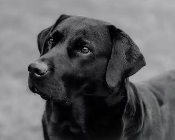 ਕੁੱਤੇ ਨੂੰ ਘਰ ਵਿੱਚ ਰੱਖਣ ਲਈ ਤੁਹਾਨੂੰ ਲਾਇਸੈਂਸ ਦੀ ਜ਼ਰੂਰਤ ਹੁੰਦੀ ਹੈ ਜੋ ਤੁਹਾਨੂੰ ਇਲਾਕੇ ਦਾ ਨਗਰ ਨਿਗਮ ਜਾਰੀ ਕਰਦਾ ਹੈ।