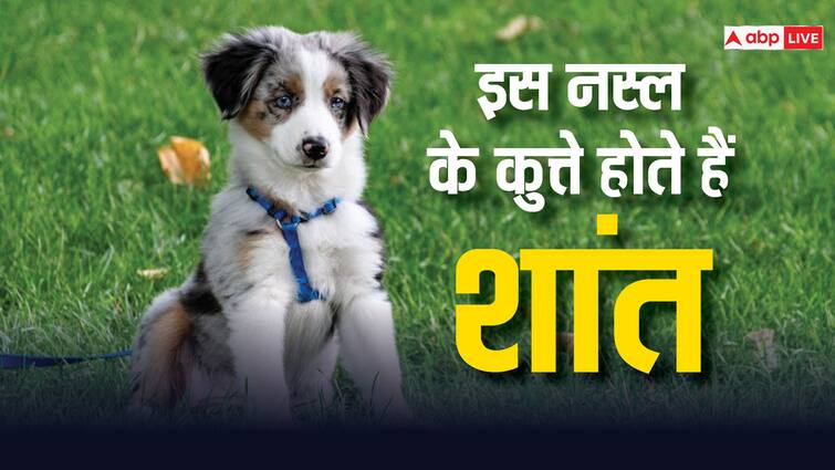 This is the most special breed in the world whose dogs can never bark. Dog Breed: ये है दुनिया की सबसे खास नस्ल, जिनके कुत्ते कभी भौंक ही नहीं सकते