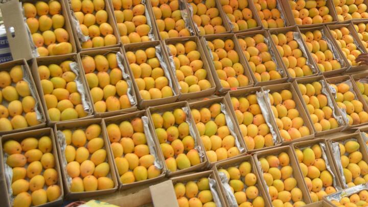 Alphonso Mango: अल्फांजो आम का एक्सपोर्ट भारत से बड़े पैमाने पर होता है. अगर आप भी इस आम के दीवाने हैं तो अगले कुछ दिन में ये आपको बाजार में देखने को मिल जाएगा.