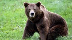 काले भालू क्यों नहीं होते एक जैसे, अलग-अलग रंगों की क्या है वजह?