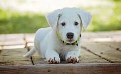 Dog License: ਕਤੂਰਾ ਰੱਖਣ ਲਈ ਵੀ ਲੈਣਾ ਪਵੇਗਾ ਲਾਇਸੈਂਸ ? ਜਾਣੋ ਕੀ ਕਹਿੰਦੇ ਨੇ ਨਿਯਮ