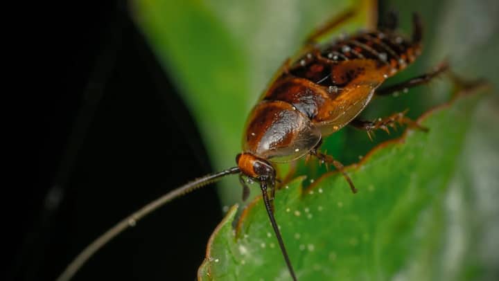 बेकिंग सोडा और चीनी: बेकिंग सोडा और चीनी को बराबर मात्रा में मिलाएं और इस मिश्रण को उन जगहों पर छिड़कें जहां तिलचट्टे ज्यादा आते हैं. चीनी उन्हें आकर्षित करेगी और बेकिंग सोडा उन्हें मार देगा.