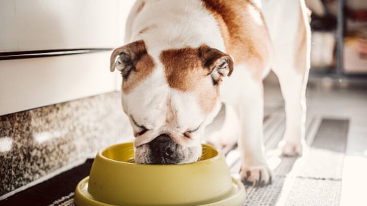 Food Items To Include In Your Pets Diet To Keep Them Healthy, Nutrition Requirement For Pets National Pet Day 2024: Food Items To Include In Your Pet's Diet To Keep Them Healthy