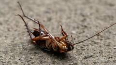 कॉकरोच मारने के सबसे अच्छे घरेलू उपाय यहां देखें, तुरंत होगा सफाया