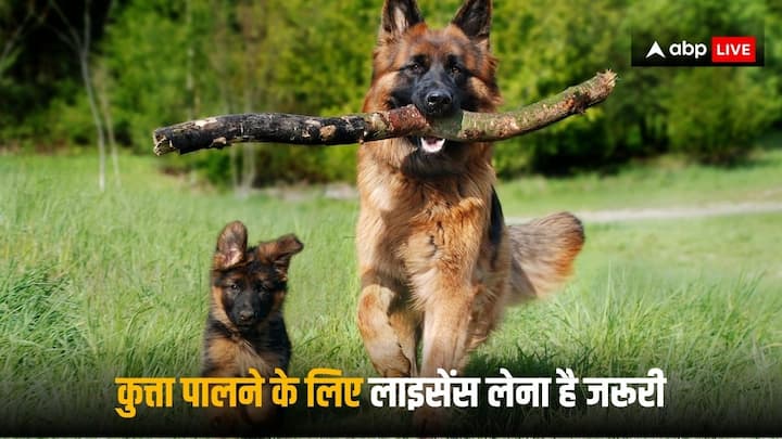 Pet Dog License: पालतू जानवर पालने का शौक कई लोगों को होता है, लेकिन इन्हें घर पर रखने के भी कुछ नियम होते हैं, जिनका पालन आपको करना होता है.