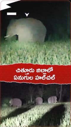 చిత్తూరు జిల్లాల ఏనుగులు హల్‌చల్