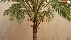 Dates at Home: घर पर कैसे उगाएं खजूर, इन बातों का रखना होगा खास ख्याल