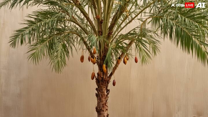 खजूर न केवल विटामिन और खनिजों का भंडार है, बल्कि इसका उपयोग विभिन्न व्यंजनों और मिठाइयों में भी होता है. घर में इसका पौधा लगाने के लिए आप सबसे पहले ताजे खजूर से बीज निकालें. फिर इसके बीजों को 24 घंटे के लिए पानी में भिगो दें.