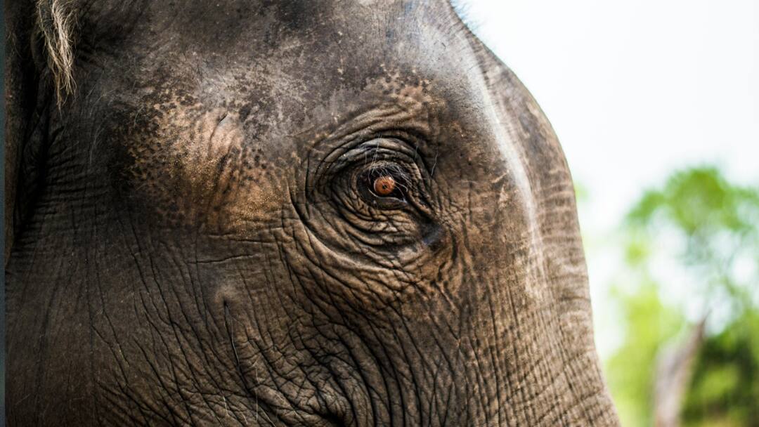 Kerala Accident: Case Filed Against Loco Pilot After Jumbo Suffers Injury In Suspected Train Collision Kerala: Case Filed Against Loco Pilot After Elephant Suffers Injury In Suspected Train Collision