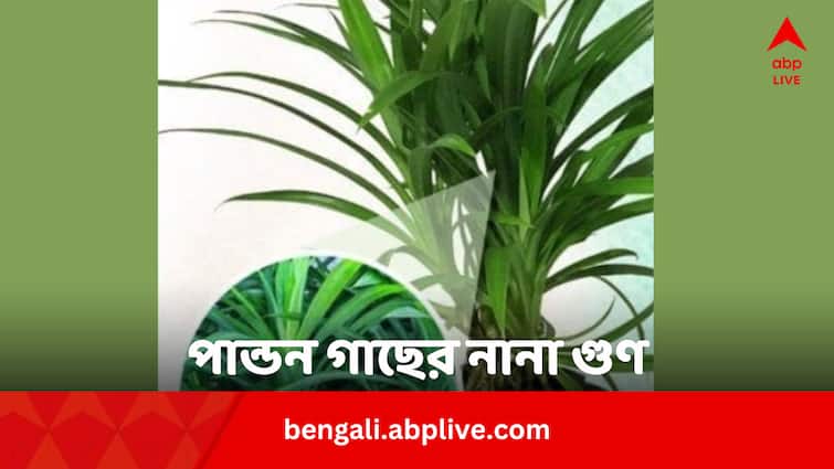 Pandan Leaves Helps To Get Relief From Heat and Scorchy Summer In Bengali Pandan Leaves: গরম ছাড়াও রেহাই মিলবে নানা সমস্যা থেকে, বাড়িতেই লাগান পান্ডন গাছ