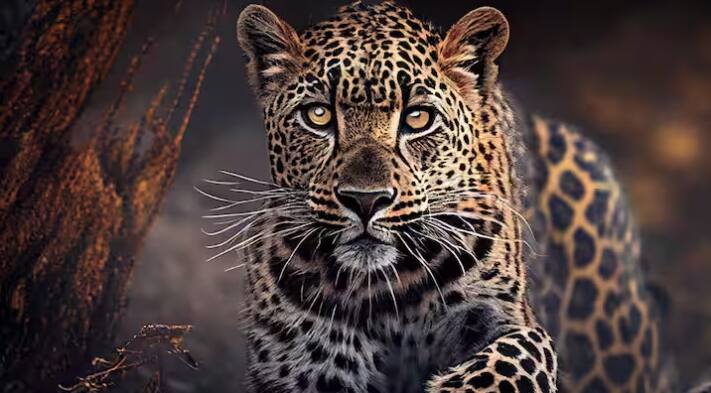 Junnar Leopard Attack pune junnar girl was run away  leopard in the early morning Junnar Leopard Attack : साखर झोपेतच चिमुकलीला पळवलं; आई-वडिल संतापले; बिबट्यांचे हल्ले कधी थांबणार?