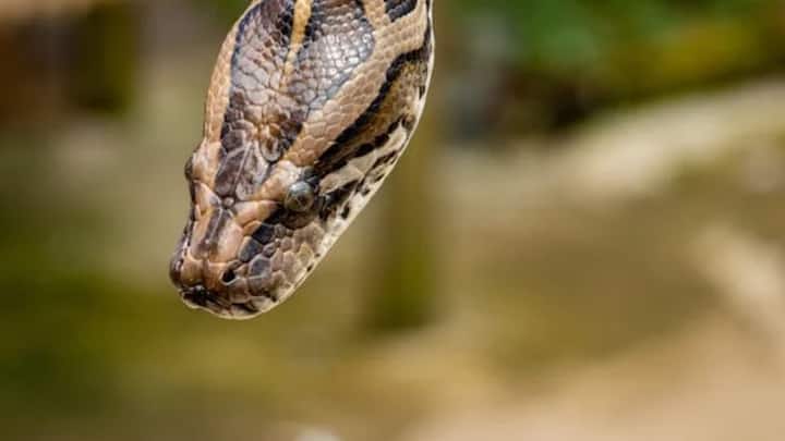 स्नैक सेवर राहुल कुमार ने मीडिया से बातचीत में बताया कि धामन सांप डरपोक सांप होता है. इस सांप को आदमी से डर लगता है, लेकिन जानवरों को यह सांप बहुत परेशान करता है. खासकर ग्रामीण इलाके में किसानों के पाले मवेशी जानवरों का यह सांप दूध पी जाता है.