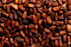 Dates at Home: घर पर कैसे उगाएं खजूर, इन बातों का रखना होगा खास ख्याल