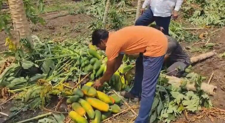 vidarbha weather update news unseasonal rain on second day in amravati washim along with others vidarbha district heavy loss of crops and vegetables maharashtra marathi news Vidarbha Weather Update: भर उन्हाळ्यात पावसाची झड; अमरावती जिल्ह्यात 55 हजारांहून अधिक हेक्टरचे नुकसान, 1566 घरांची पडझड 