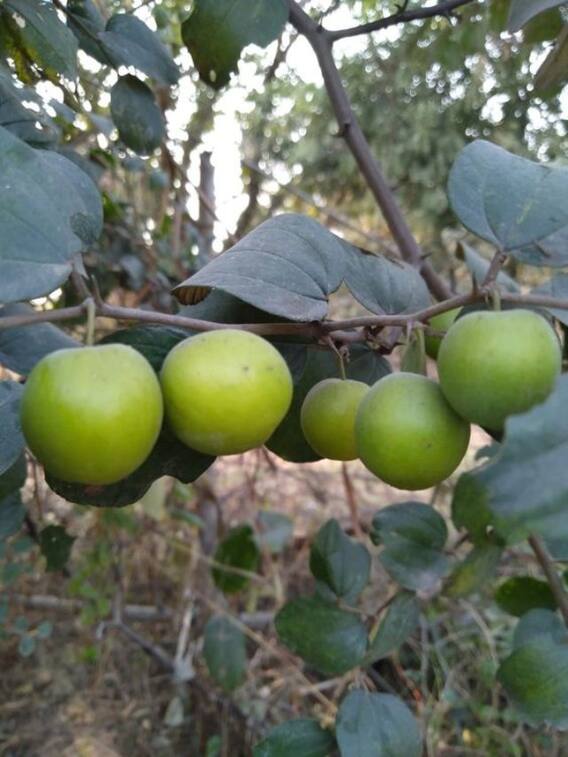 लाखों में होगी कमाई, बस कर लीजिए एप्पल बेर की खेती