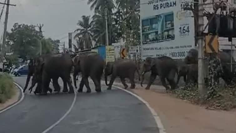 Coimbatore A herd of elephants crossed the road in Thondamuthur - Watch Video Watch Video: கோவை தொண்டாமுத்தூரில் கூட்டமாக சாலையை கடந்து சென்ற யானை கூட்டம்.. வைரலாகும் வீடியோ!