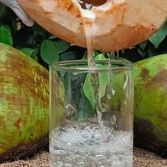 Coconut Water : ਨਾਰੀਅਲ ਦਾ ਪਾਣੀ ਪੀਣ ਦੇ ਸੌਕੀਨ ਜਾਣ ਲੈਣ ਇਸਦੇ ਪੀਣ ਦਾ ਸਹੀ ਸਮਾਂ